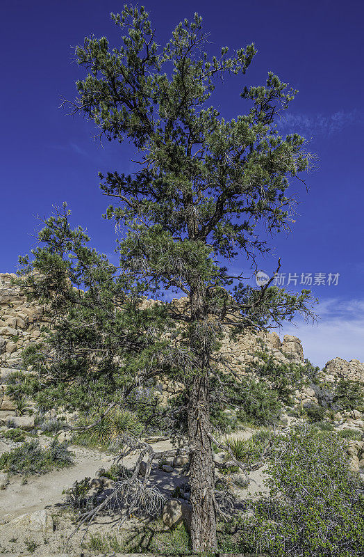 单叶松(Pinus monophylla)是一种单叶松，仅生长在加州约书亚树国家公园的一些地区。松科。